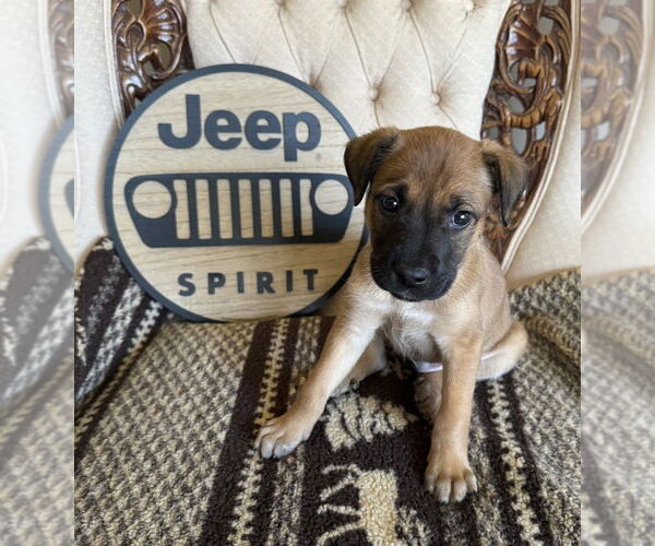 Medium Photo #1 Mutt Puppy For Sale in Mundelein, IL, USA