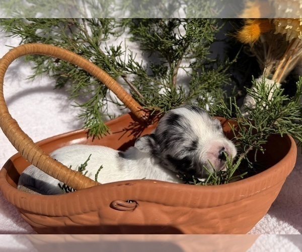 Medium Photo #5 Chihuahua Puppy For Sale in SHERMAN, TX, USA