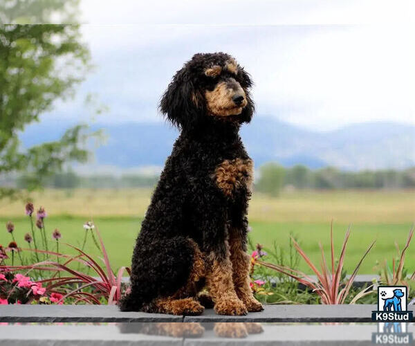 Medium Photo #1 Bernedoodle Puppy For Sale in CASTLE ROCK, CO, USA