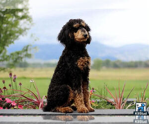 Father of the Bernedoodle puppies born on 06/15/2025