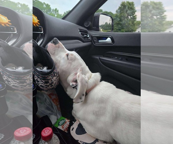 Medium Photo #19 Boxer-Unknown Mix Puppy For Sale in Germantown, OH, USA