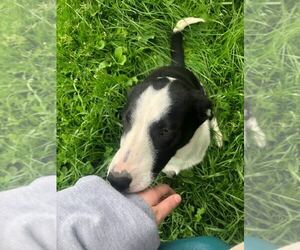 Australian Cattle Dog-Border Collie Mix Puppy for sale in ARLINGTON, WA, USA