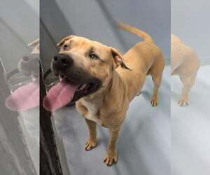 Mutt Dogs for adoption in Sheboygan, WI, USA