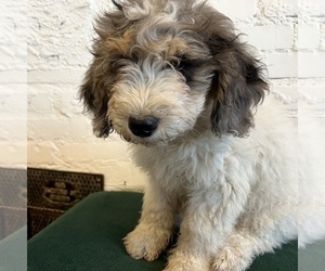 Bernedoodle (Miniature) Puppy for sale in CHIPPEWA FALLS, WI, USA