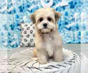 Havanese Puppy for sale in MARIETTA, GA, USA