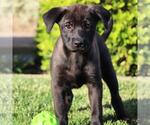Small #8 Labrador Retriever Mix
