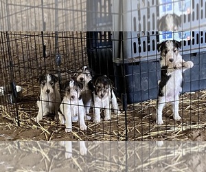 Wire Fox Terrier Litter for sale in DUNNING, NE, USA