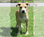 Small #2 Mutt