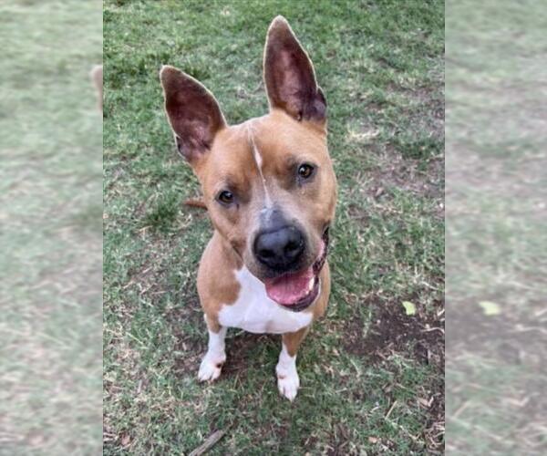Medium Photo #5 American Pit Bull Terrier-Unknown Mix Puppy For Sale in Plano, TX, USA