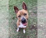Small #4 American Pit Bull Terrier Mix