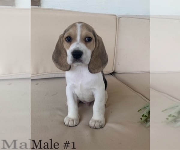 Medium Photo #1 Beagle Puppy For Sale in MOSES LAKE, WA, USA