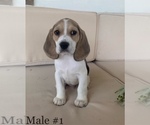 Puppy 1 Beagle