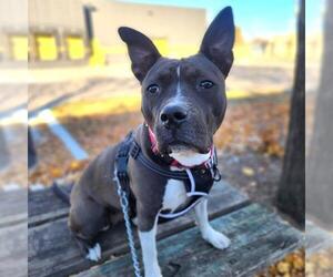 Mutt Dogs for adoption in Minneapolis, MN, USA