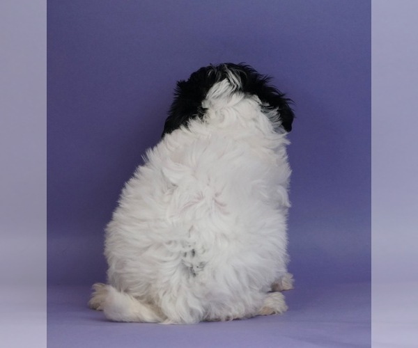 Medium Photo #4 Shih Tzu-YorkiePoo Mix Puppy For Sale in WARSAW, IN, USA