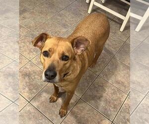 Black Mouth Cur-Boxer Mix Dogs for adoption in Rockwall, TX, USA