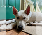 Small #3 Huskies  Mix