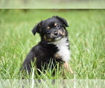 Small #2 Miniature Australian Shepherd