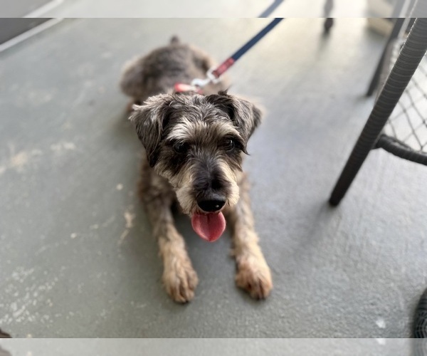 Medium Photo #1 Schnauzer (Miniature) Puppy For Sale in NAPLES, FL, USA
