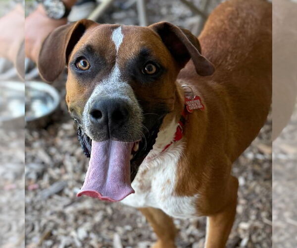 Medium Photo #4 Boxer-Unknown Mix Puppy For Sale in Canton, CT, USA