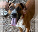 Small #3 Boxer Mix
