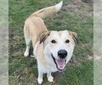 Small Anatolian Shepherd Mix