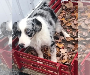 Border Collie-Miniature Australian Shepherd Mix Puppy for sale in FREDERICKSBG, OH, USA