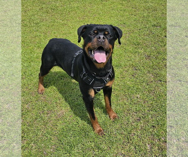 Medium Photo #5 Rottweiler Puppy For Sale in White Hall, AR, USA