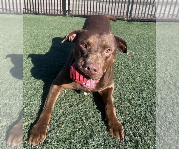 Medium Photo #5 Labrador Retriever-Unknown Mix Puppy For Sale in Rockwall, TX, USA