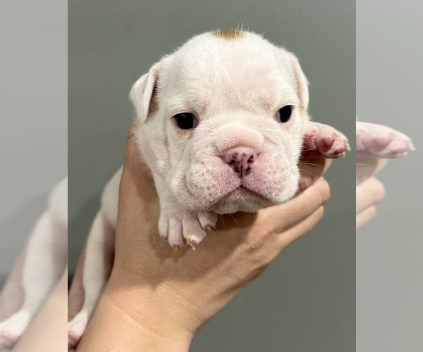 Medium Photo #27 English Bulldog Puppy For Sale in EVEREST, KS, USA