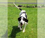 Small #3 Coonhound Mix
