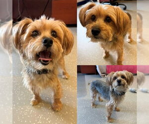 Mutt Dogs for adoption in Fort Wayne, IN, USA