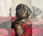 Small #3 Aussiedoodle Miniature 