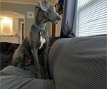 Small Photo #1 Great Dane Puppy For Sale in HAYES, VA, USA