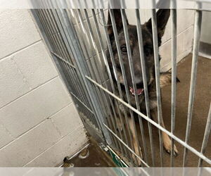 German Shepherd Dog Dogs for adoption in San Bernardino, CA, USA