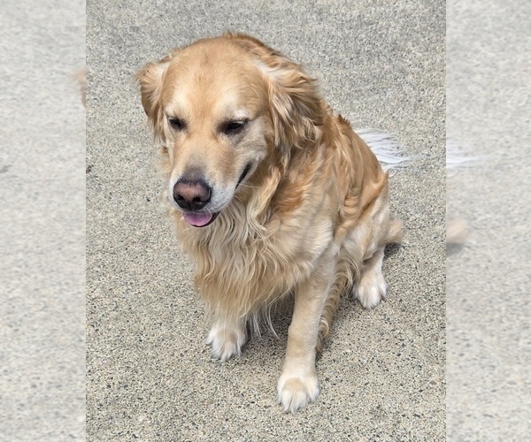 Medium Photo #1 Golden Retriever Puppy For Sale in EUGENE, OR, USA