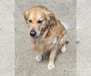 Father of the Golden Retriever puppies born on 06/04/2025