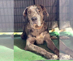 Great Dane Dogs for adoption in Bullard, TX, USA