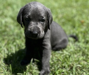 Labrador Retriever Puppy for sale in CLEVELAND, TX, USA