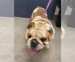 Small Bulldog