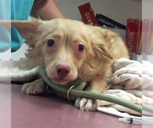 Chihuahua Dogs for adoption in Santa Maria, CA, USA