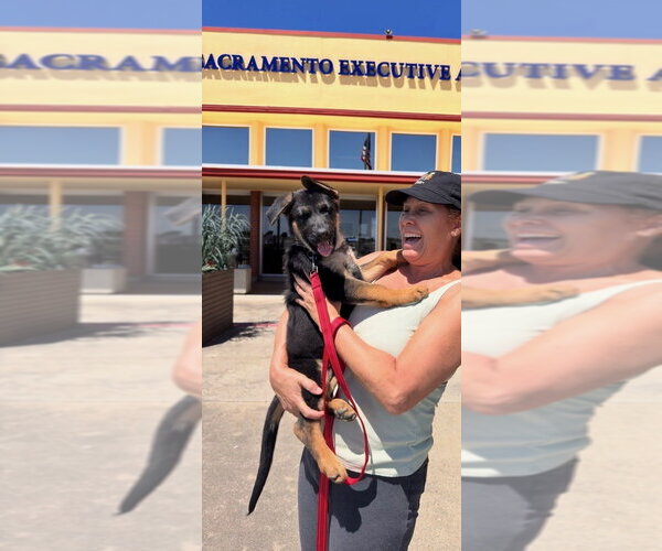 Medium Photo #4 German Shepherd Dog-Unknown Mix Puppy For Sale in West Sacramento, CA, USA