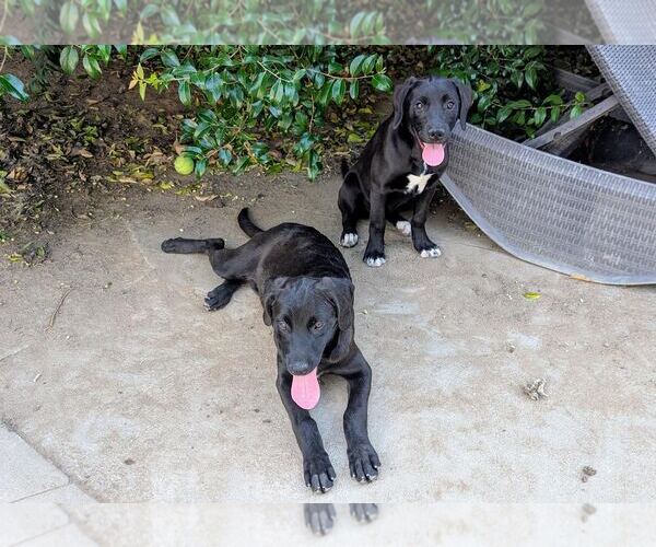 Medium Photo #4 Labrador Retriever-Unknown Mix Puppy For Sale in Clovis, CA, USA