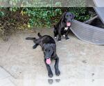 Small #3 Labrador Retriever Mix