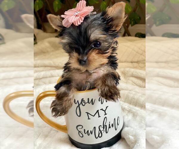 Medium Photo #3 Yorkshire Terrier Puppy For Sale in PALO ALTO, CA, USA