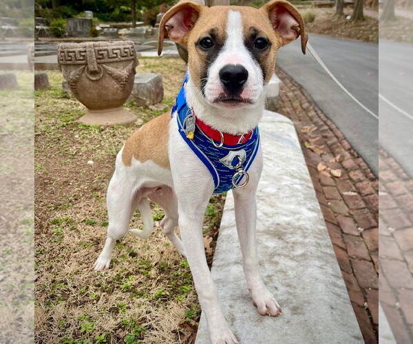 Medium Photo #4 Rat Terrier-Unknown Mix Puppy For Sale in Atlanta, GA, USA