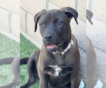 Small #2 Labrador Retriever Mix