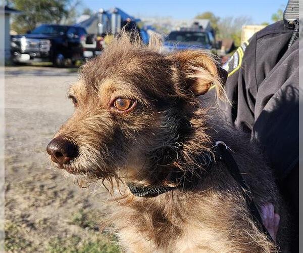 Medium Photo #1 Mutt Puppy For Sale in San Antonio, TX, USA