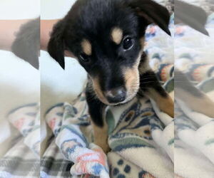 Australian Shepherd-Huskies Mix Dogs for adoption in Chinook, MT, USA