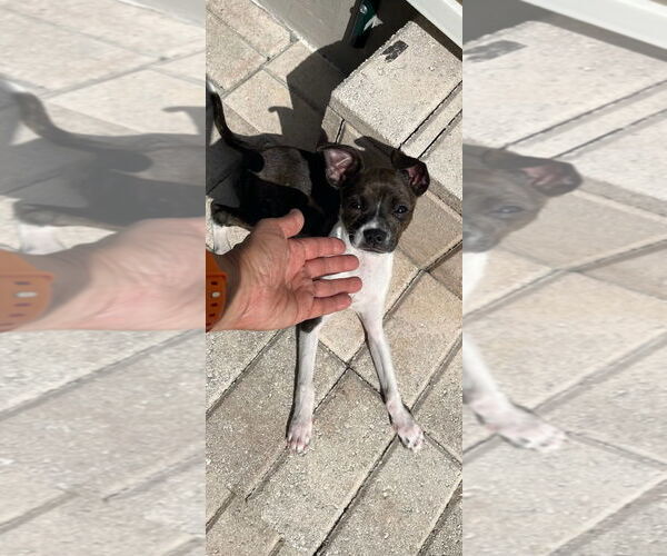 Medium Photo #3 Chihuahua-Unknown Mix Puppy For Sale in Oakland Park, FL, USA