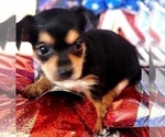 Small Photo #8 Yorkshire Terrier Puppy For Sale in AKRON, OH, USA